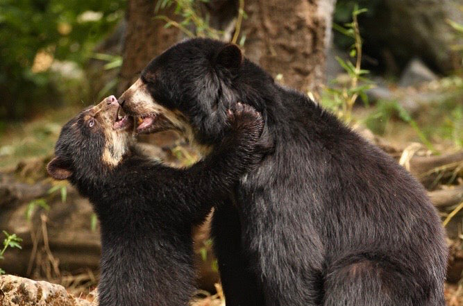 El oso de anteojos