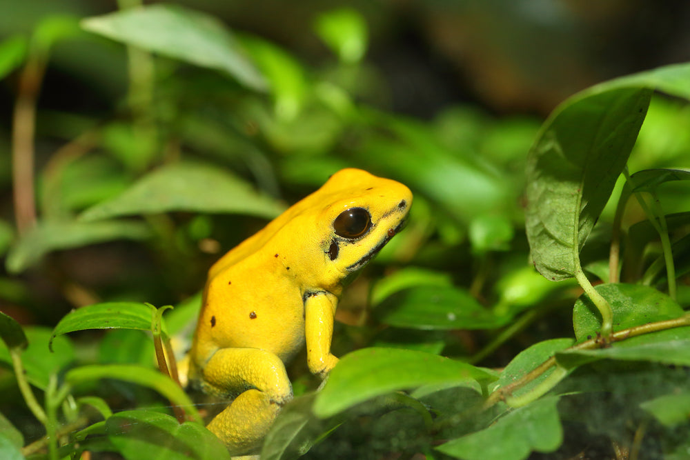 Colombia: un baúl de la biodiversidad mundial